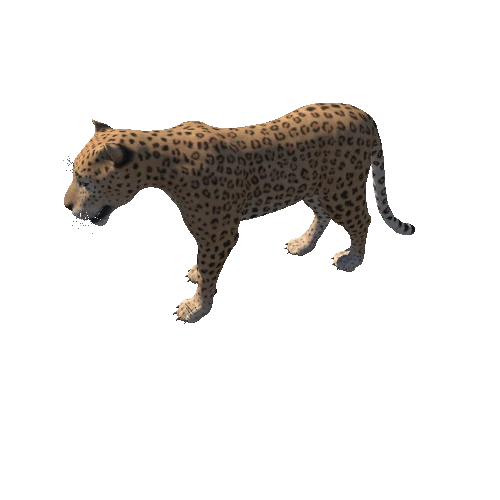 Leopard_Animation (1)